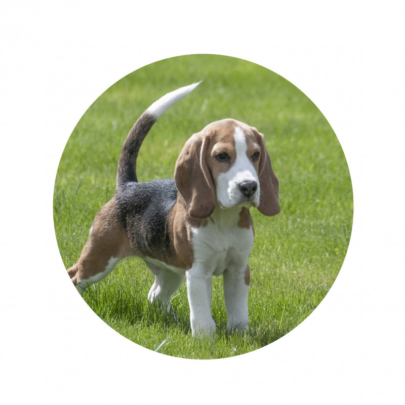 A stylish image of Porcelænsbillede, rundt, featuring Gravbillede, rundt, available at Porzellanfoto Hemp.